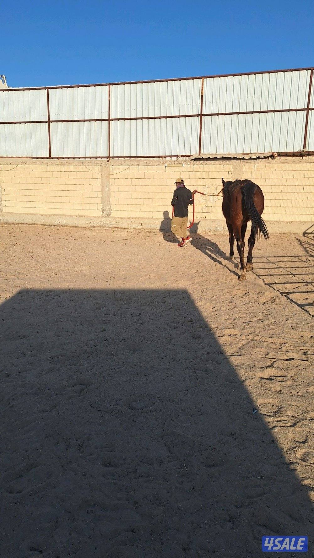 حصان انجليزي خصي سلم تعال افحص قبل لا تشتري0