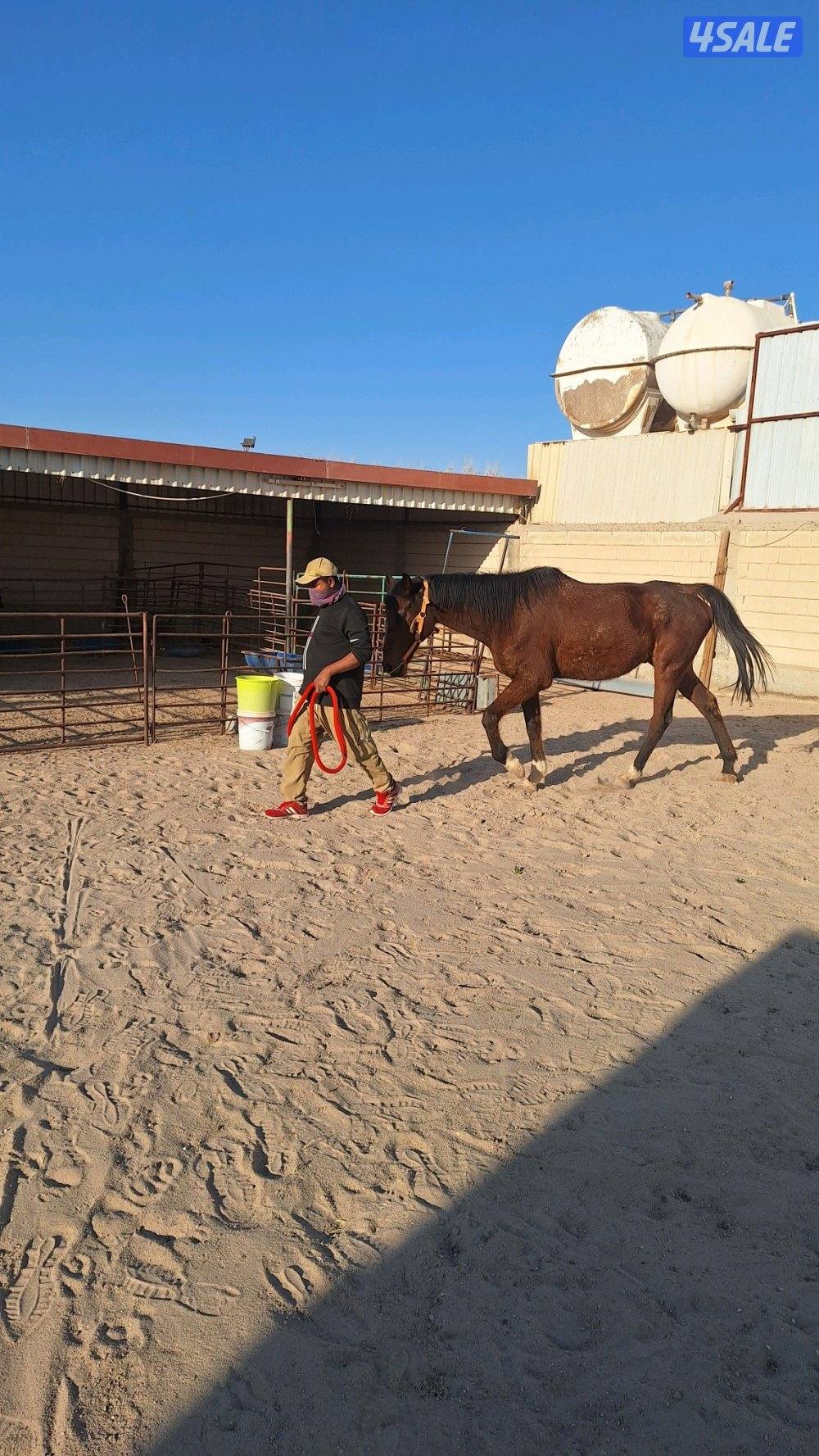 حصان انجليزي خصي سلم تعال افحص قبل لا تشتري1