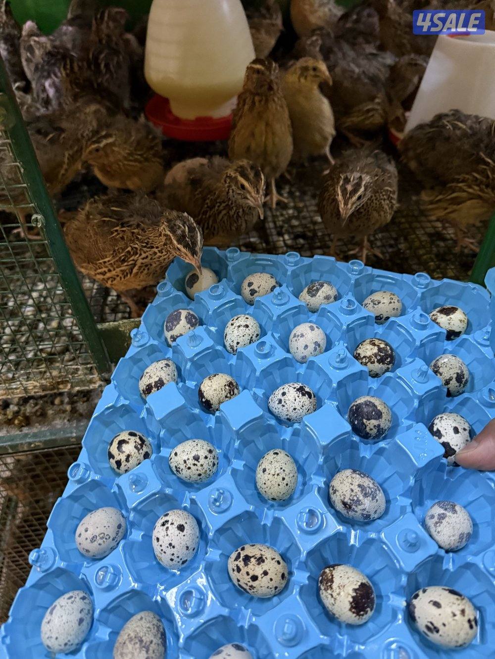 فري مومطعم وبيض تجميع يومي والاستلام من غرب مشرف0