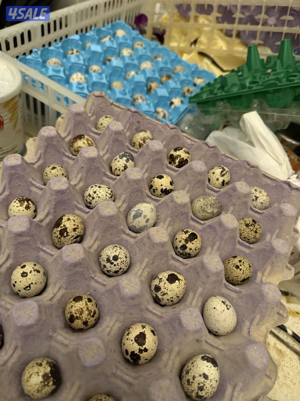 فري مومطعم وبيض تجميع يومي والاستلام من غرب مشرف1