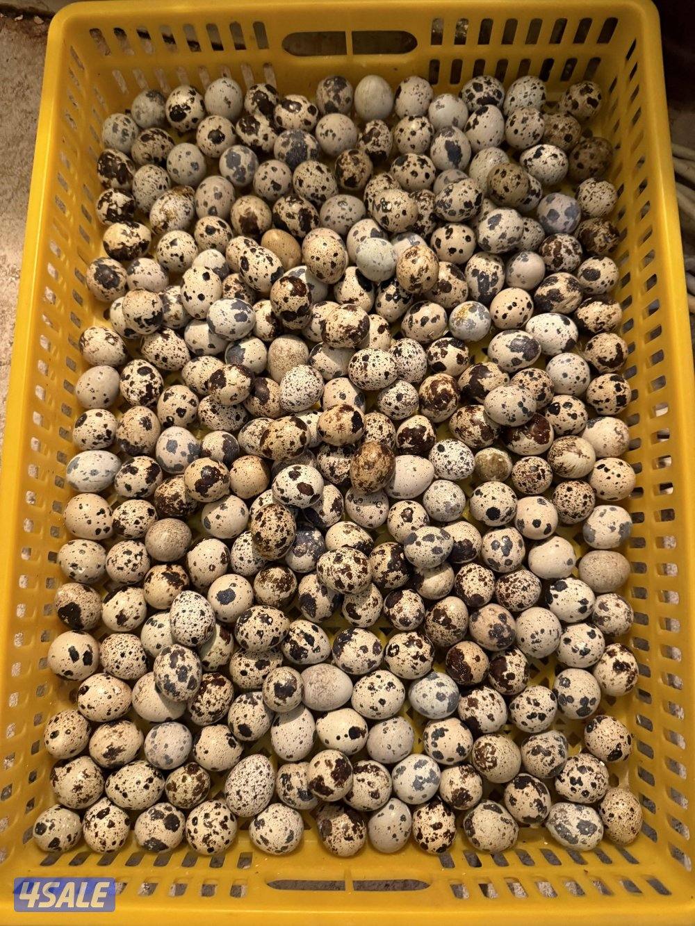 فري مومطعم وبيض تجميع يومي والاستلام من غرب مشرف2