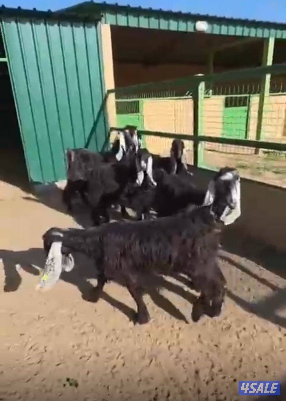 للبيع معزه عوارض0