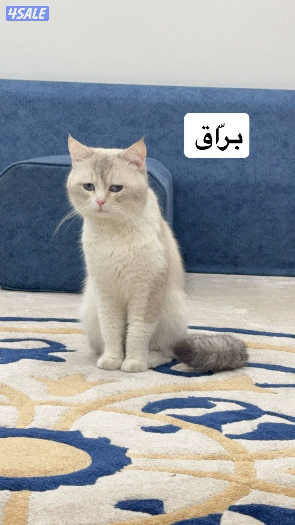 للبيع قطط بريتش وفارسي0