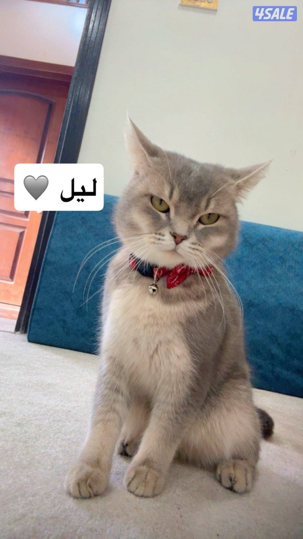 للبيع قطط بريتش وفارسي1