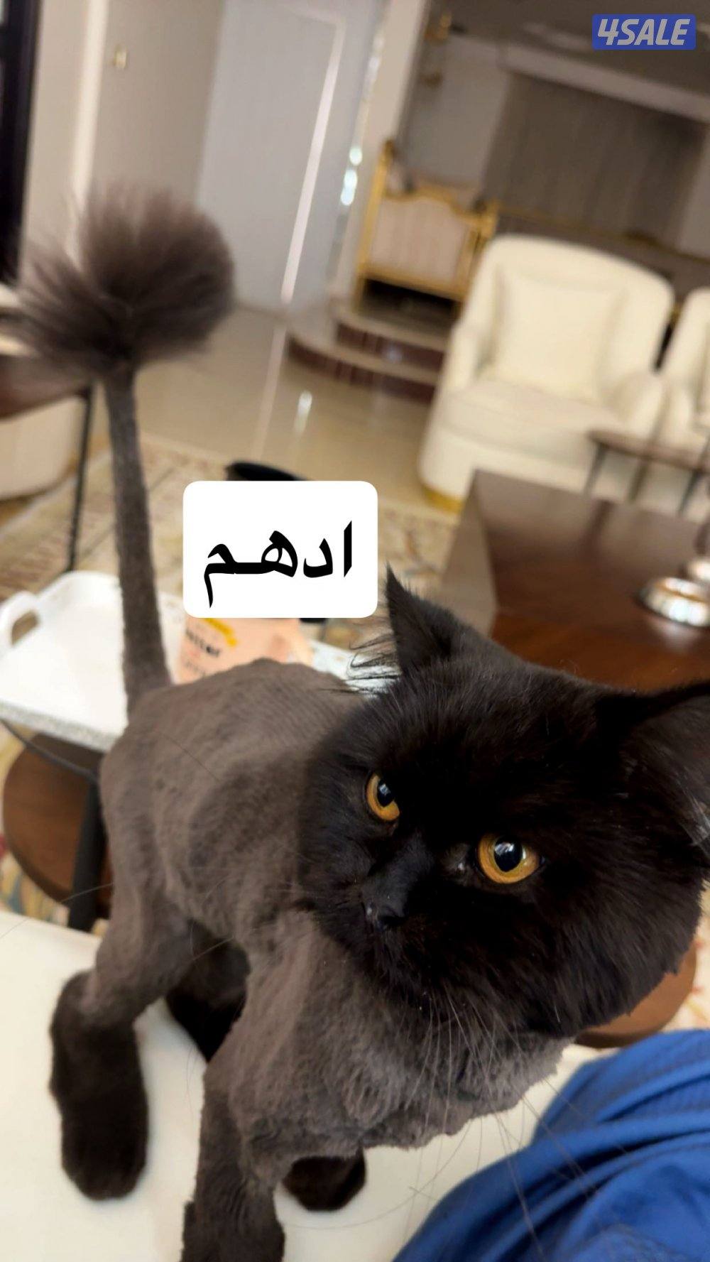 للبيع قطط بريتش وفارسي2