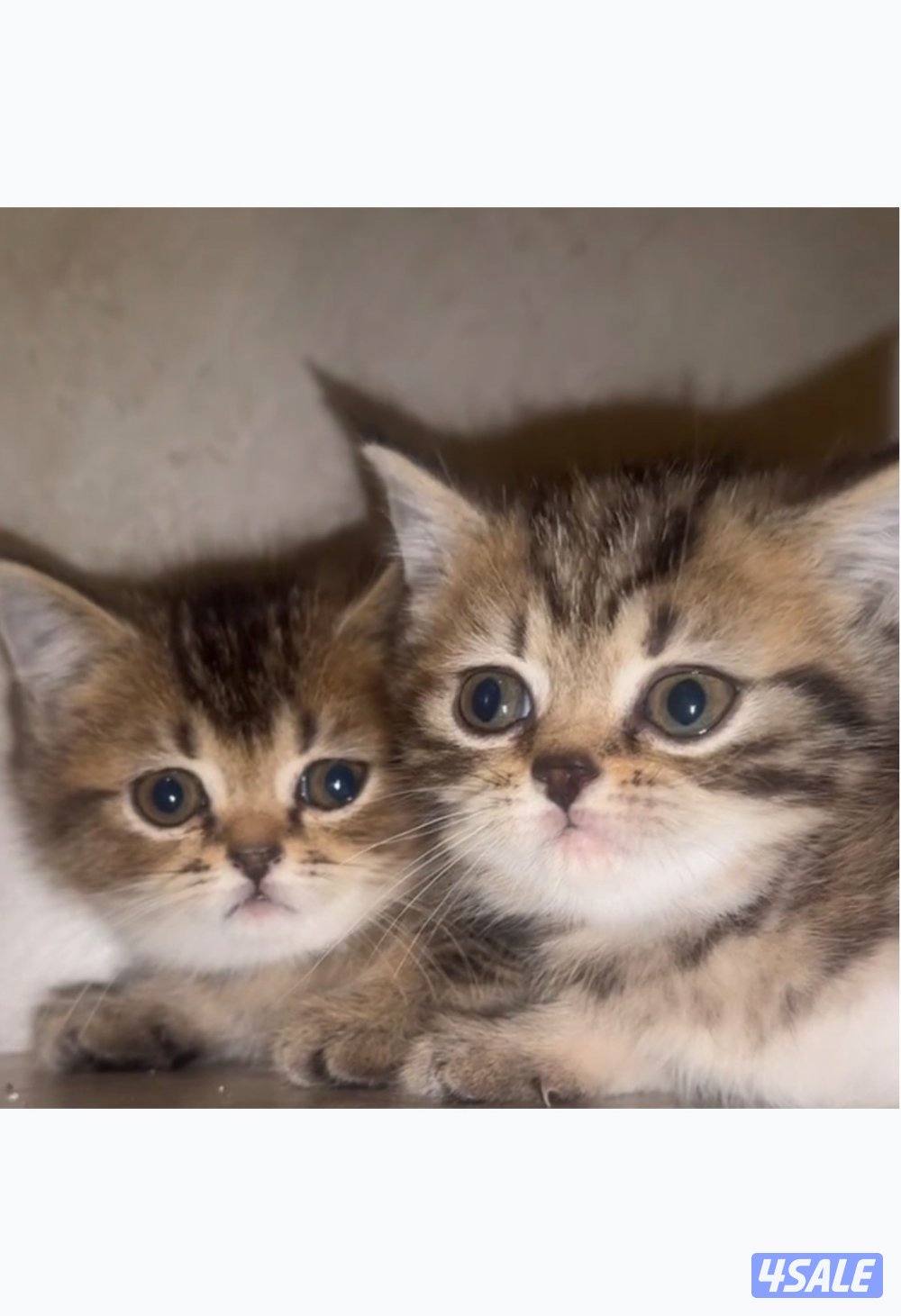 مكس برتش وشيرازي0