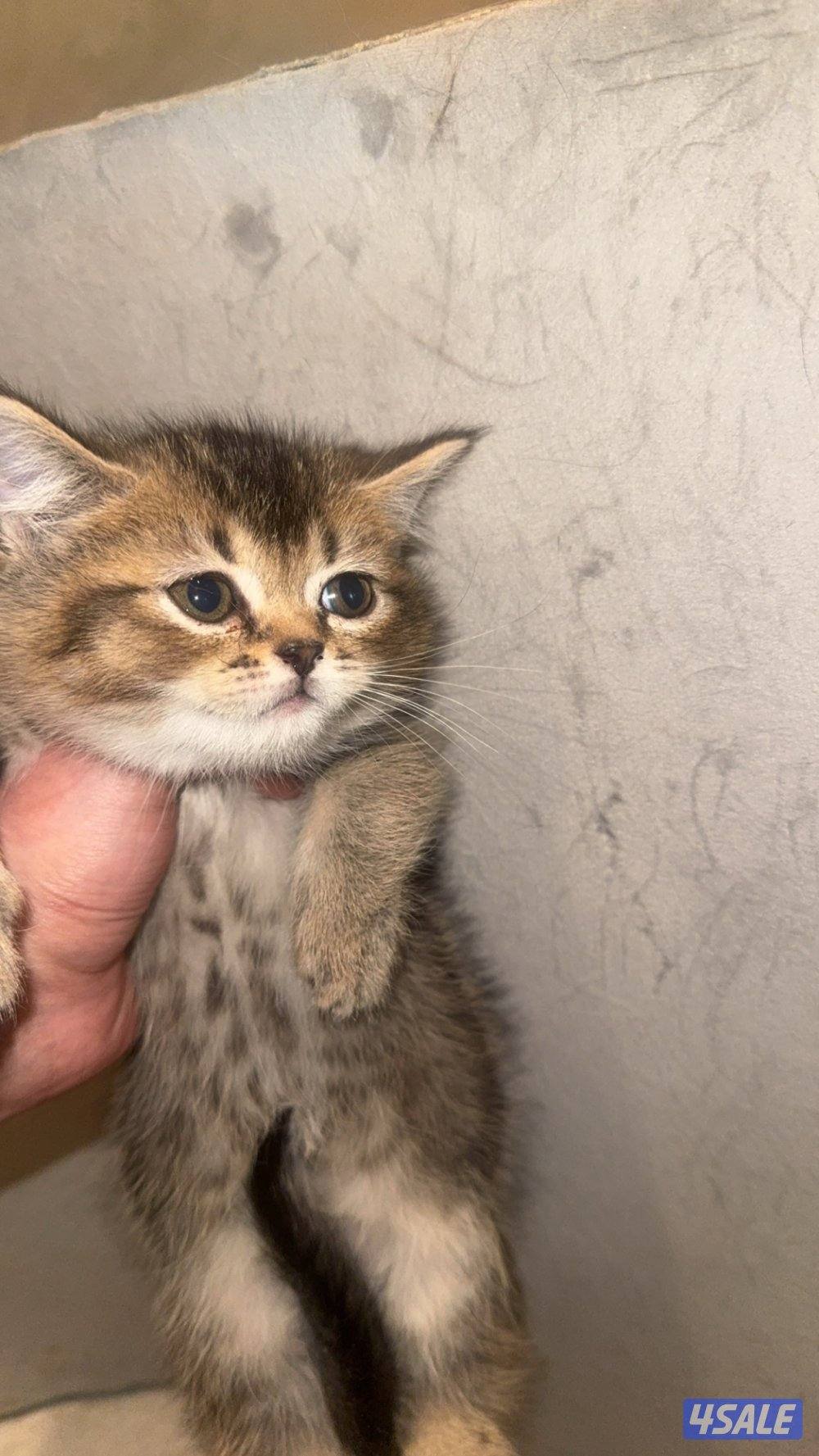 مكس برتش وشيرازي1