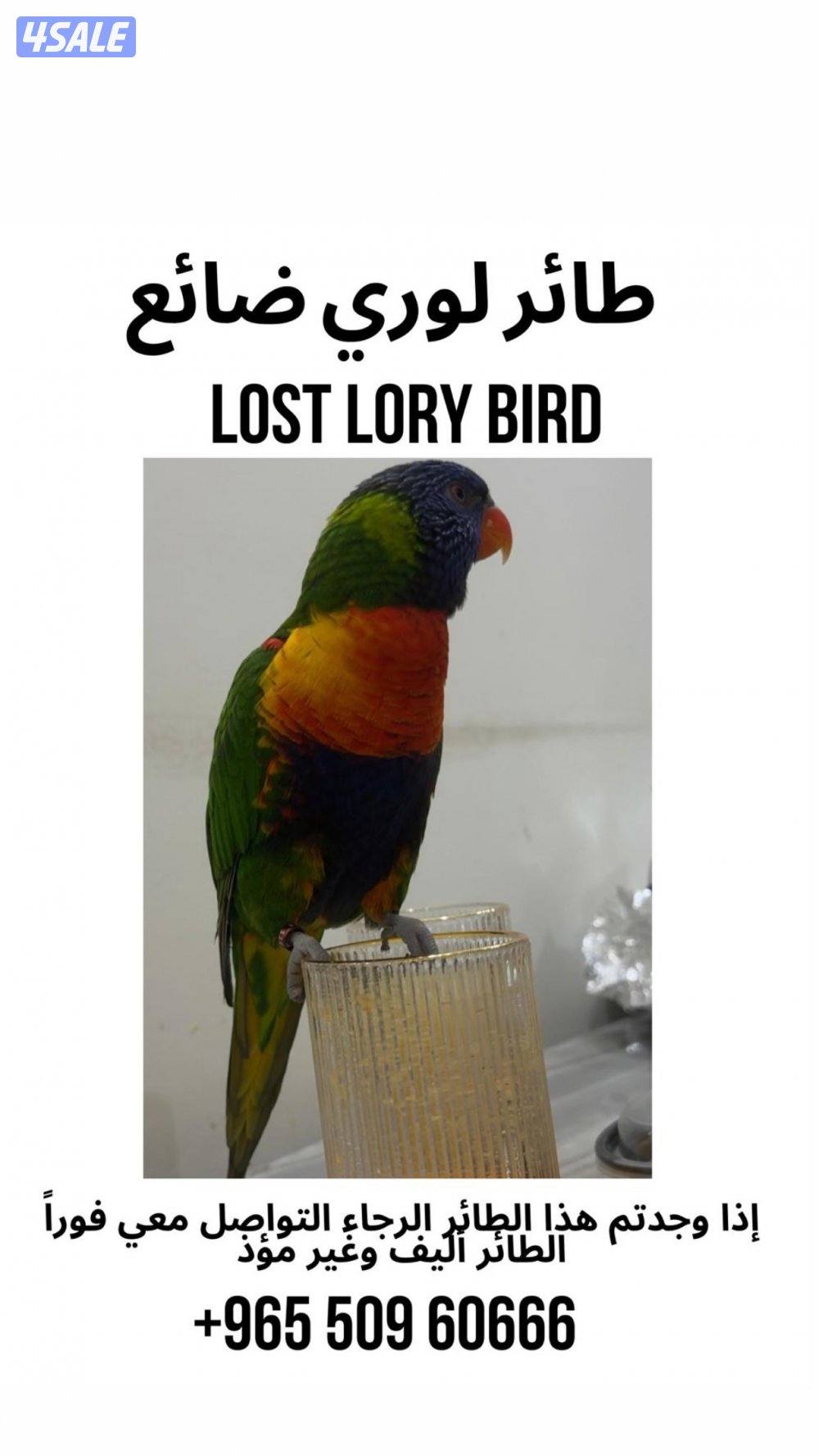 Lost lori birds0
