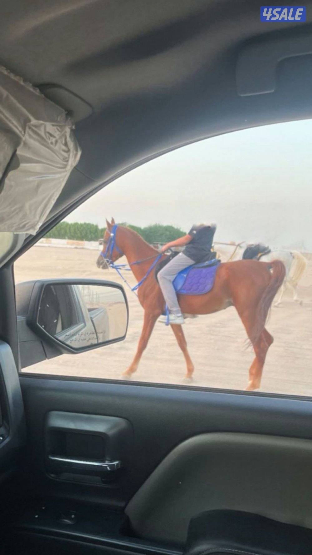 للبيييع فحل مكس 20190