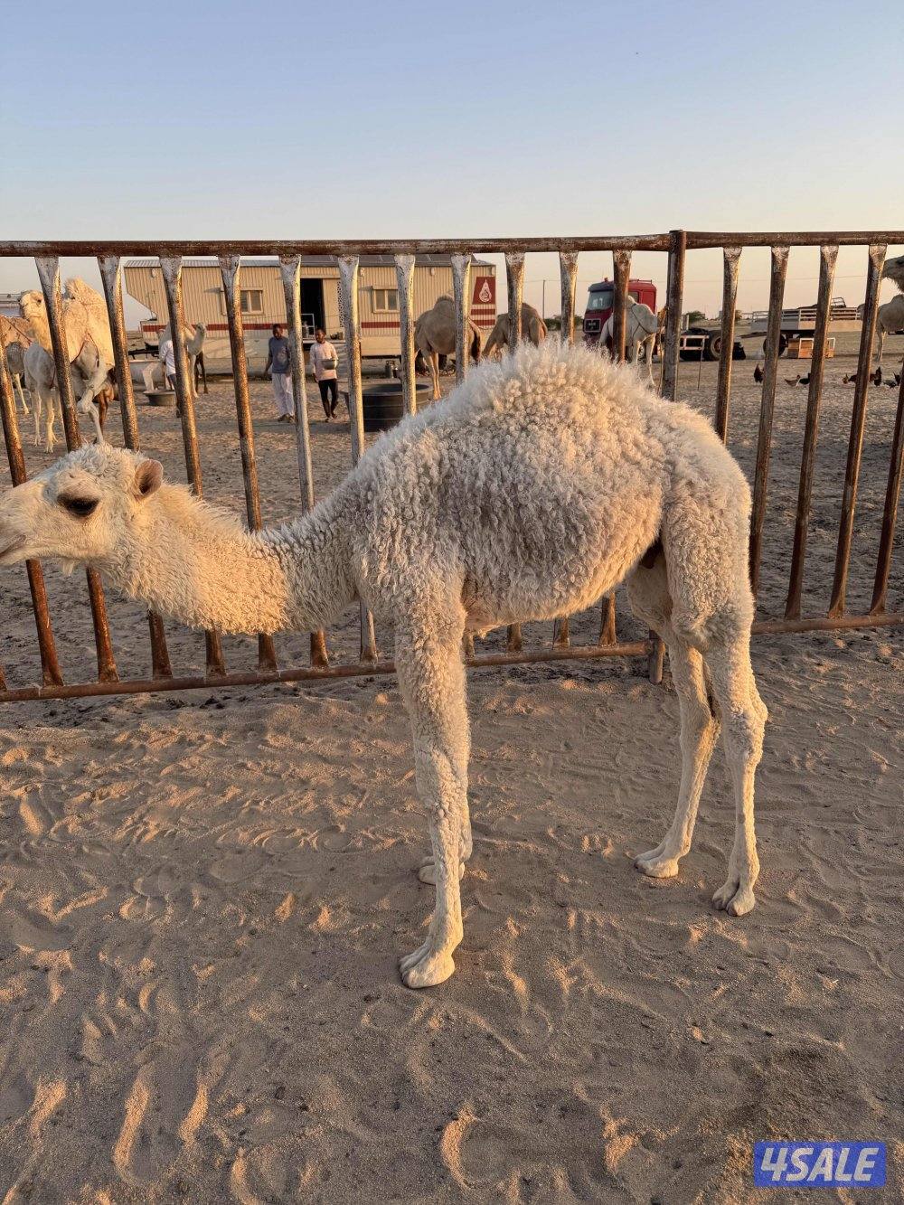 قعود سمين سلم صحاه0