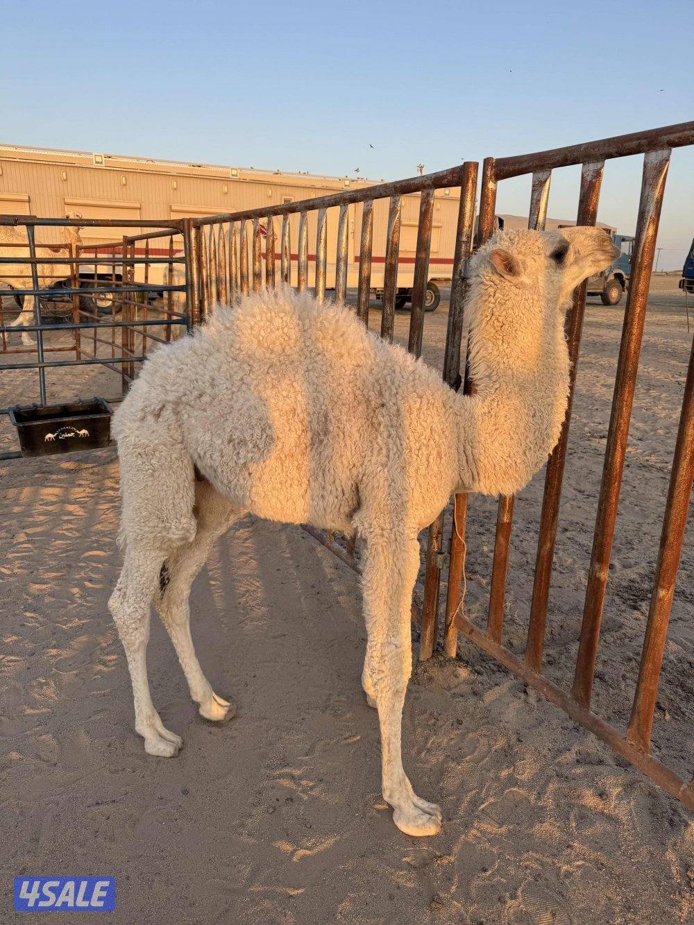 قعود سمين سلم صحاه1