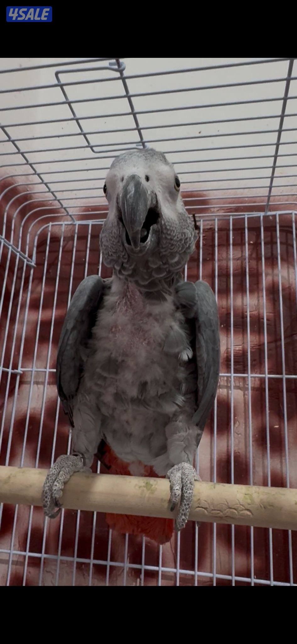 للبيع كاسكو ذكر0