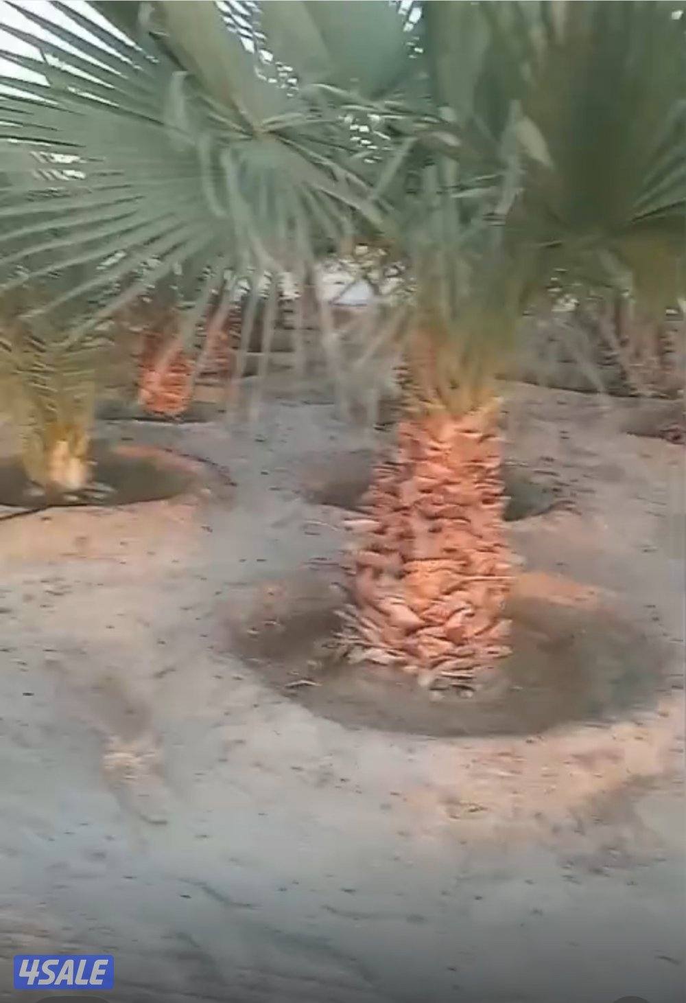 للبيع نخل واشنطونيا زينه0