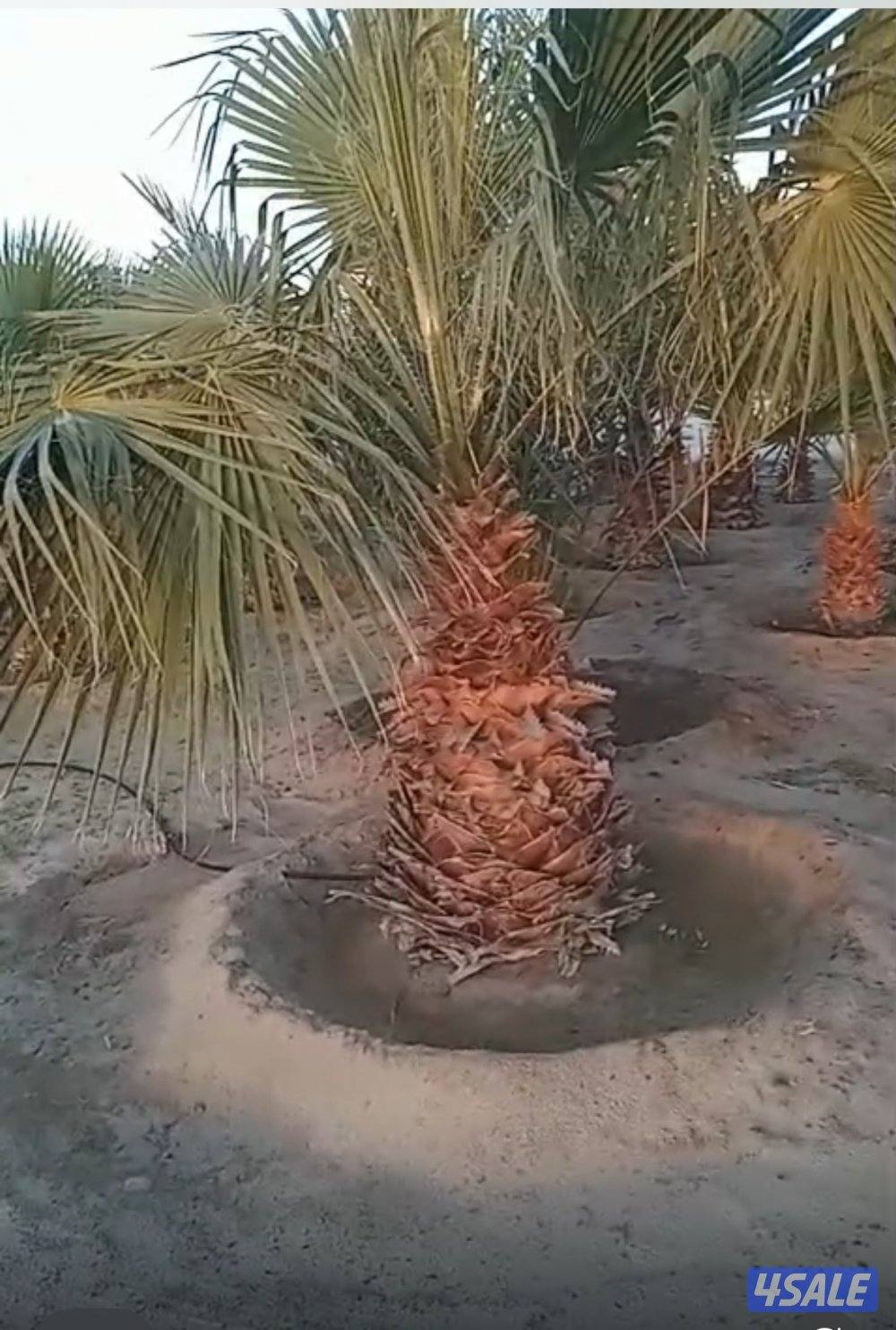 للبيع نخل واشنطونيا زينه1