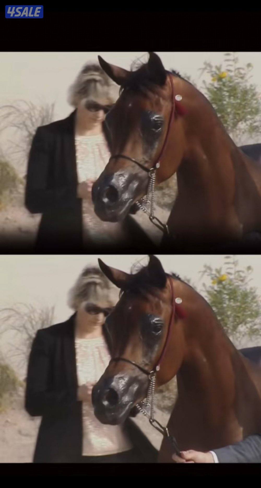 مهر شو كوالتي عالي مواليد 20240