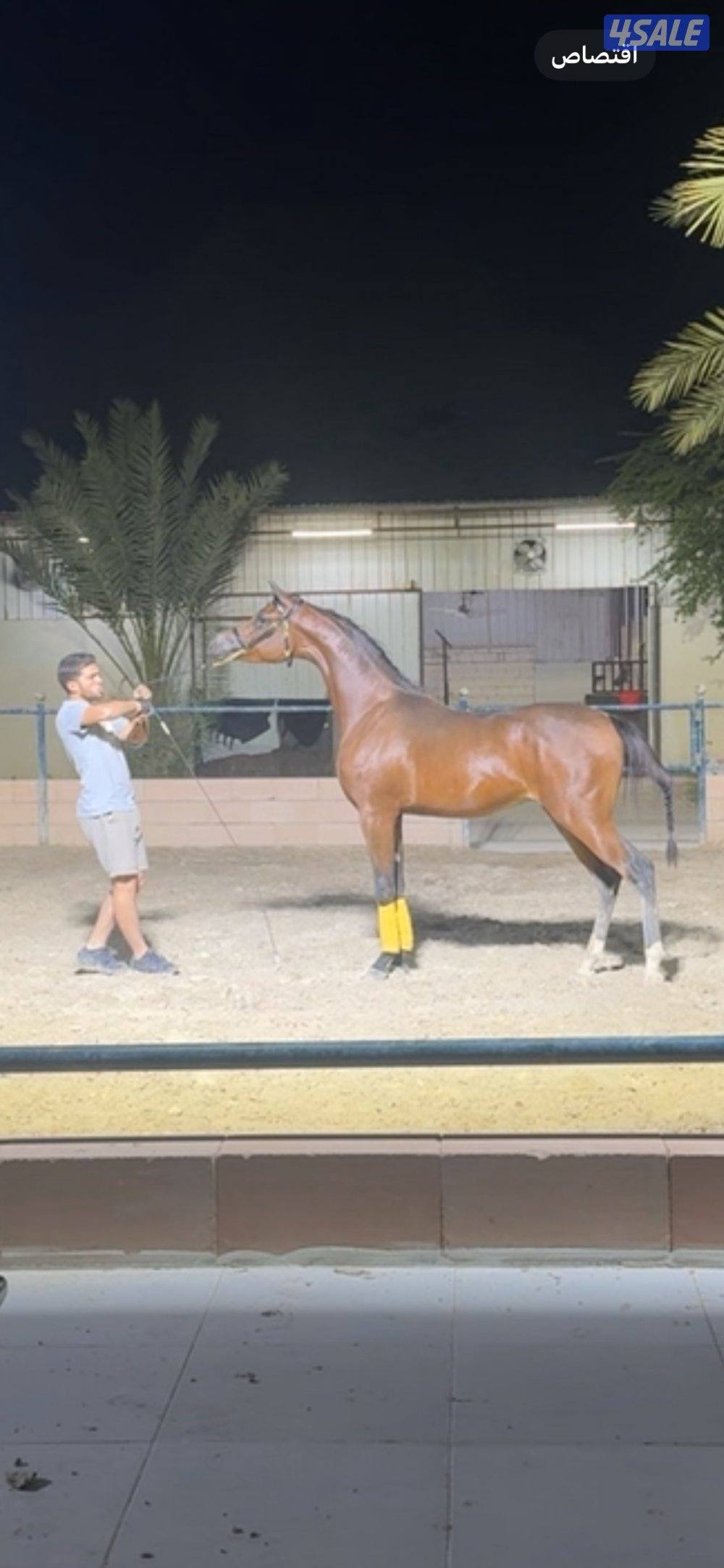 مهر شو كوالتي عالي مواليد 20241