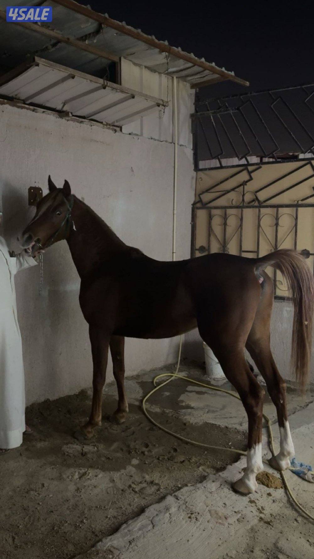 للبيع مصري بيور 230