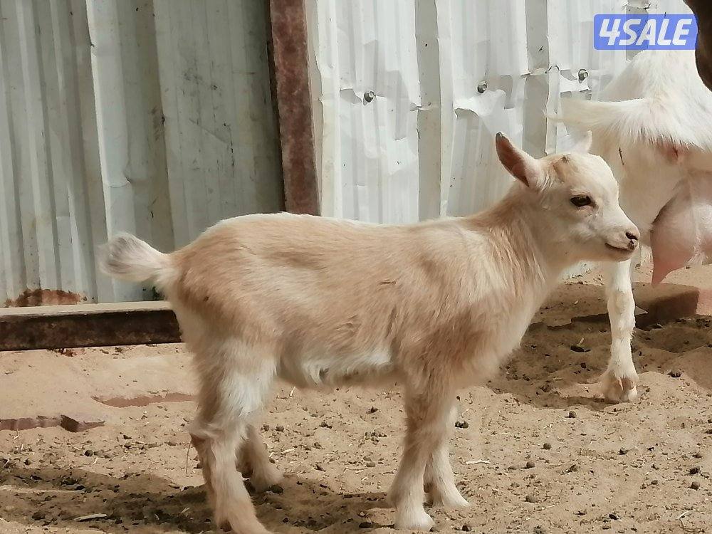 تيس جيكي العمر شهر0