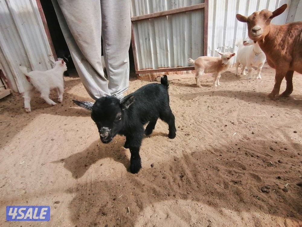 تيس جيكي العمر شهر1