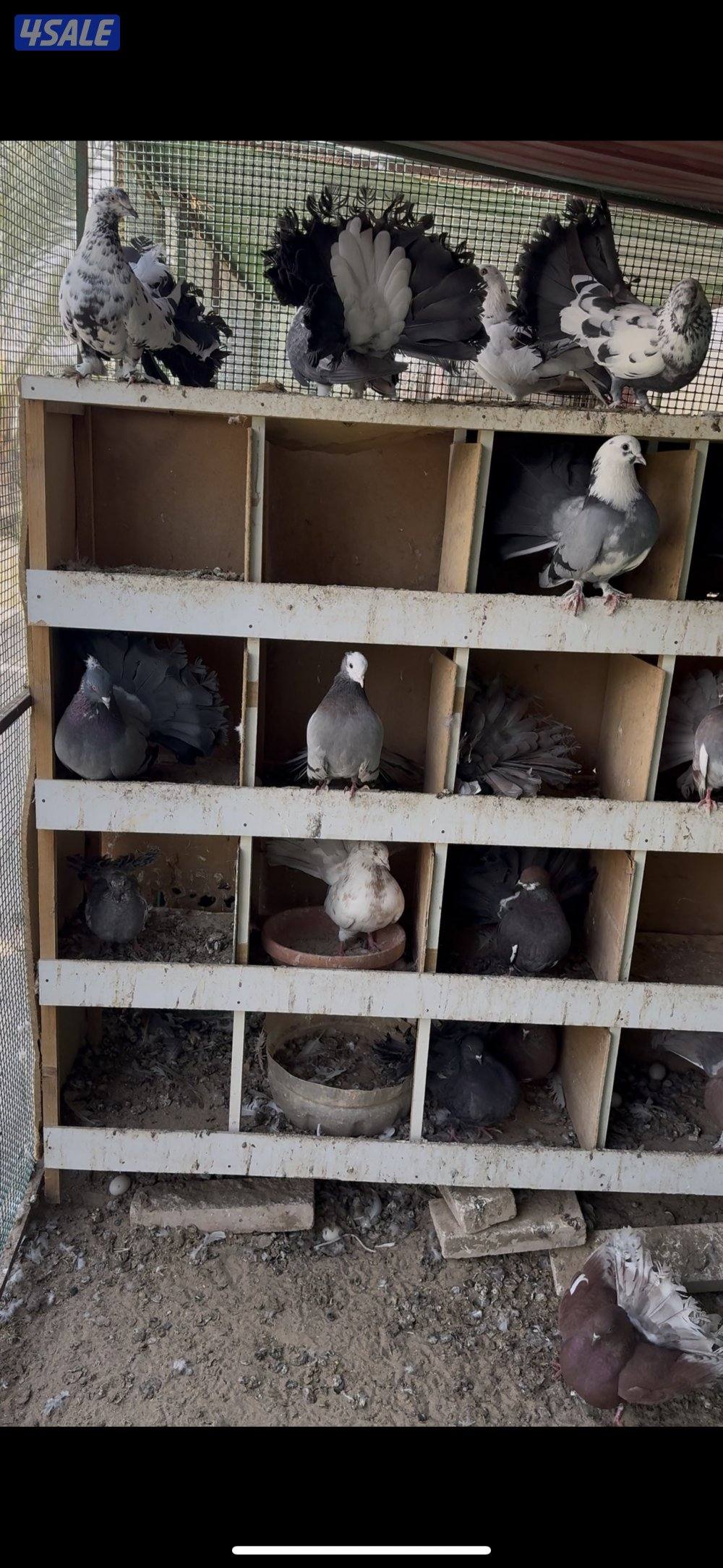 حمام  شمسي للبيع جمله الحمامه بدينار جيب قفص وشيلهم0