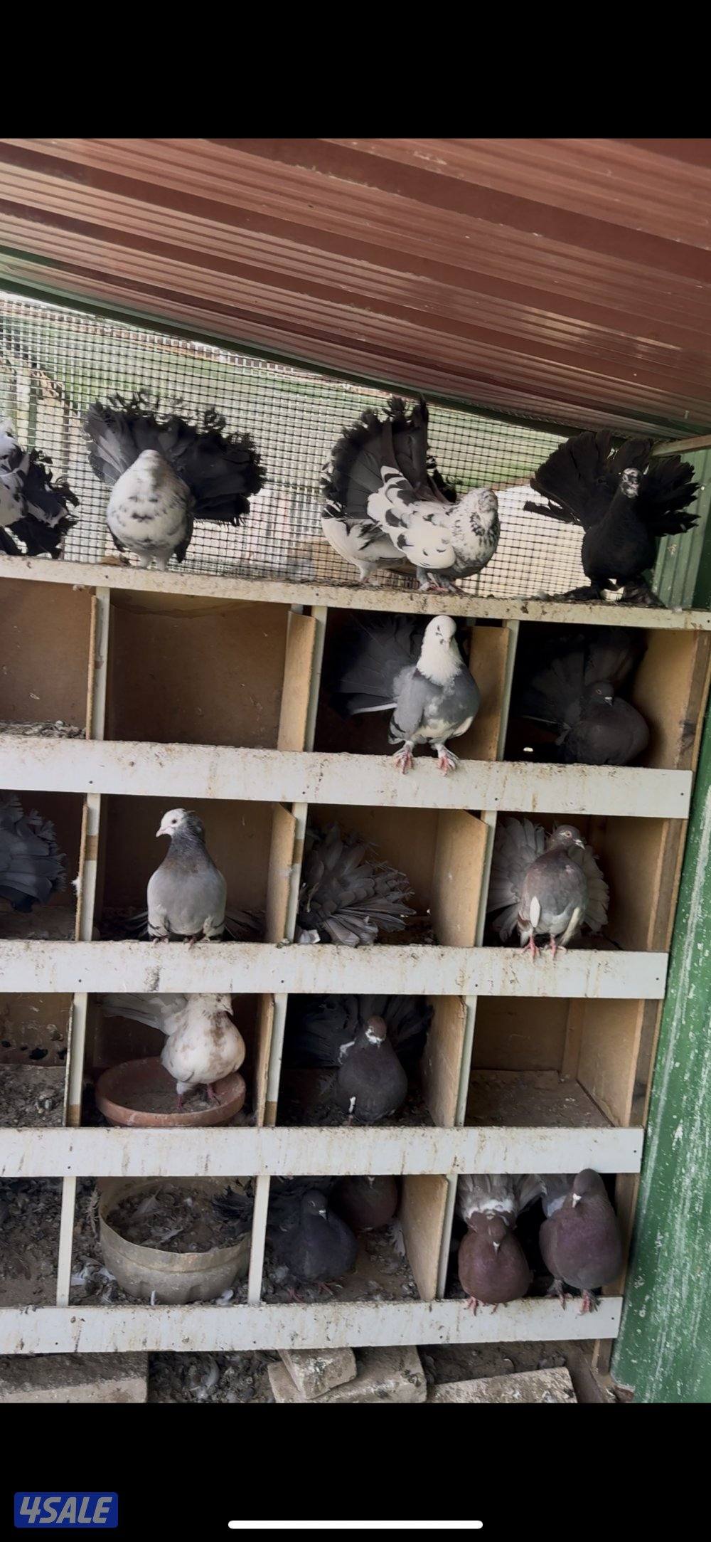 حمام  شمسي للبيع جمله الحمامه بدينار جيب قفص وشيلهم1