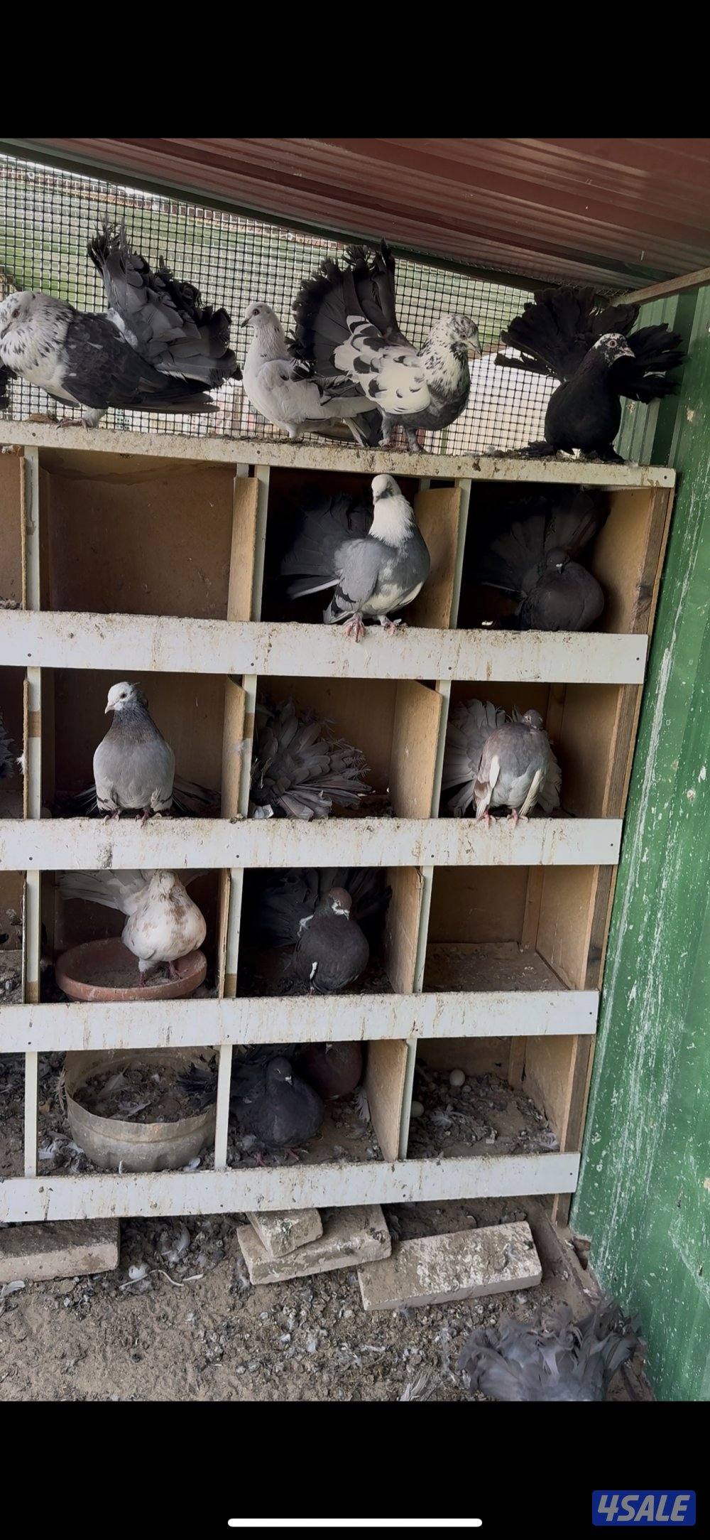 حمام  شمسي للبيع جمله الحمامه بدينار جيب قفص وشيلهم2