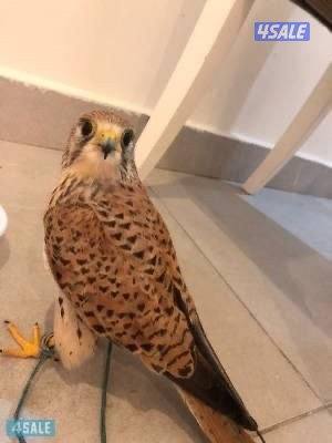 للبيع طيور0