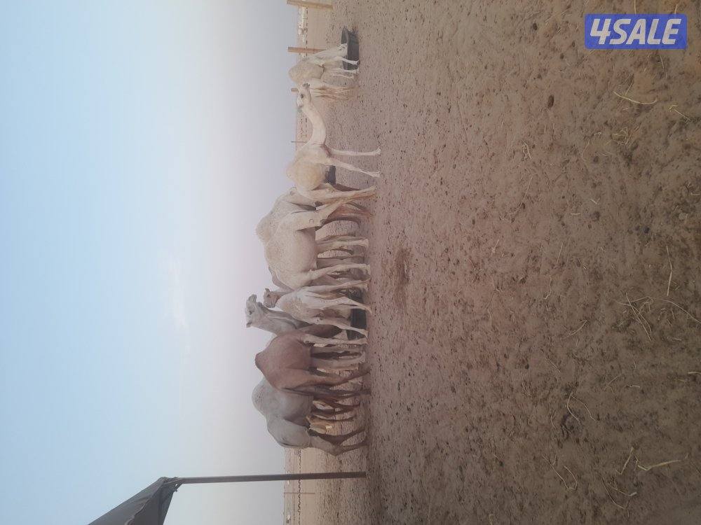 راعي ابل سوداني0