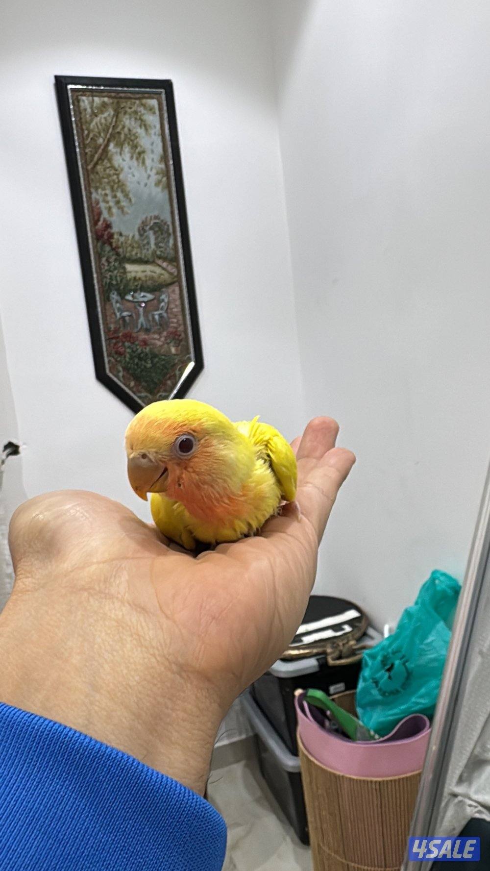 للبيع فروخ لوف بيرد جمله0