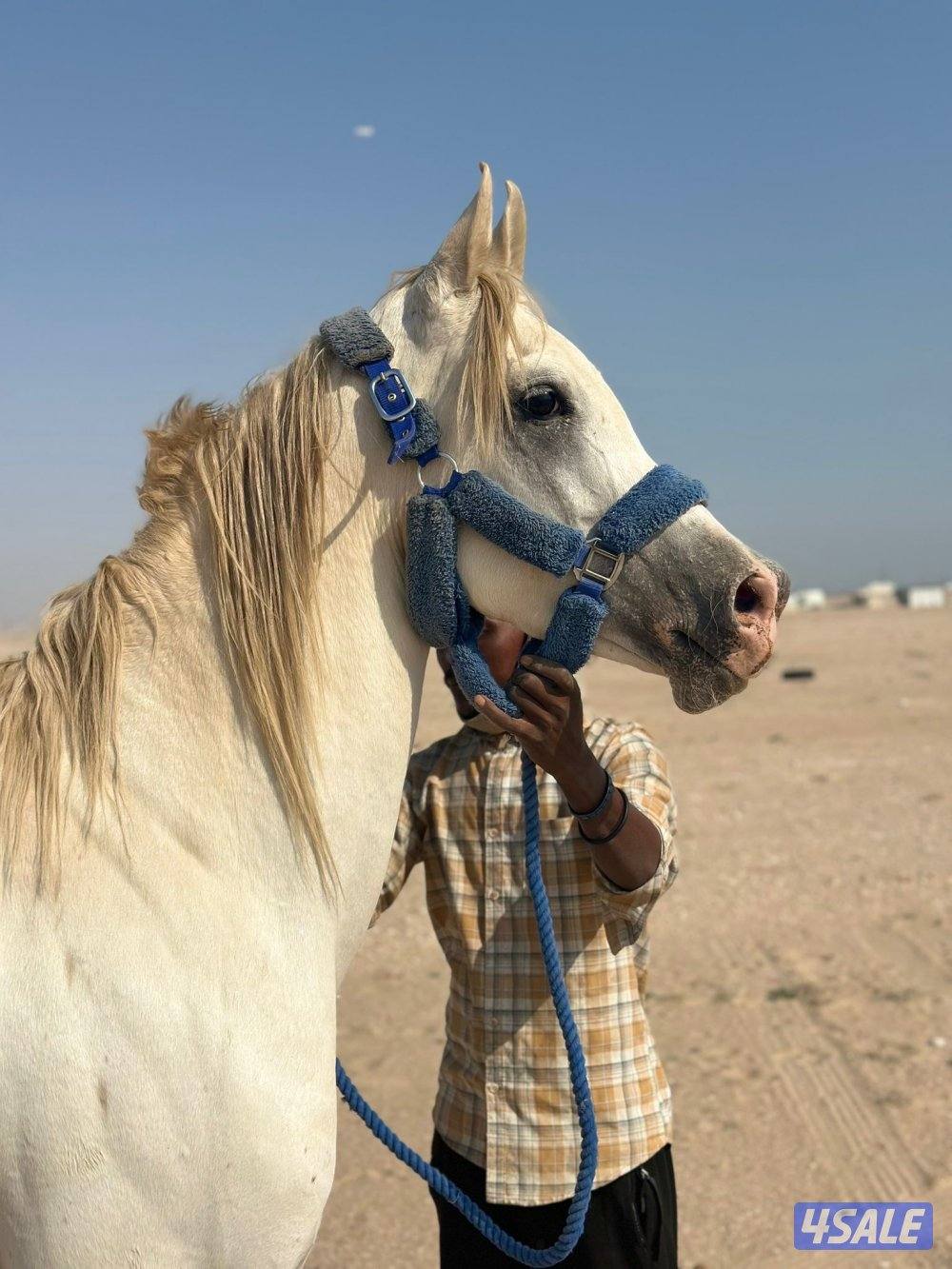 ‏للبيع حصان مصري فاخر0