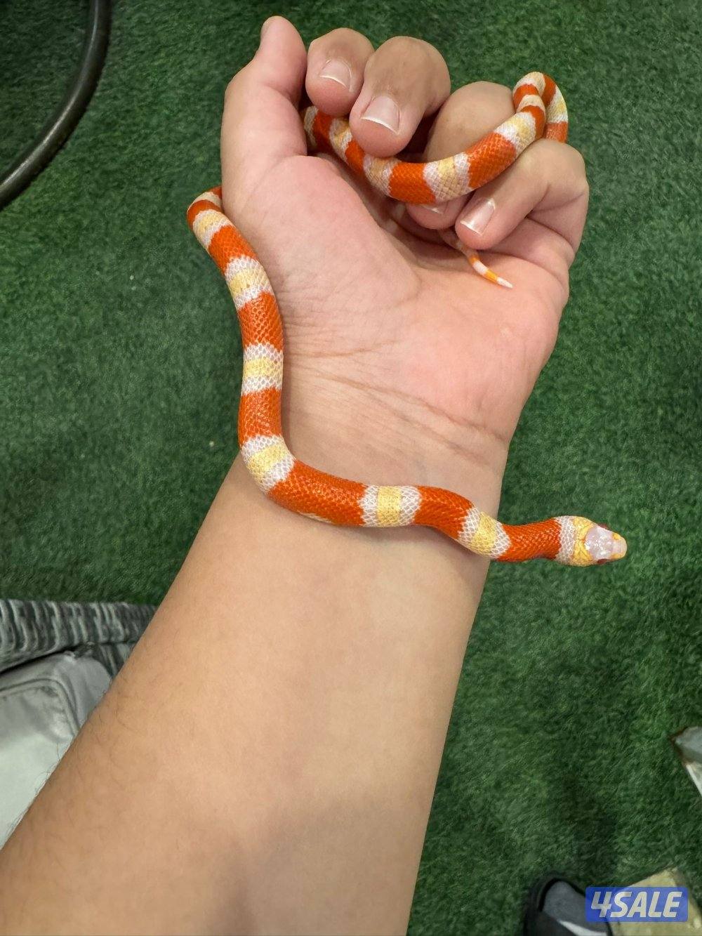 اقرا الوصف1