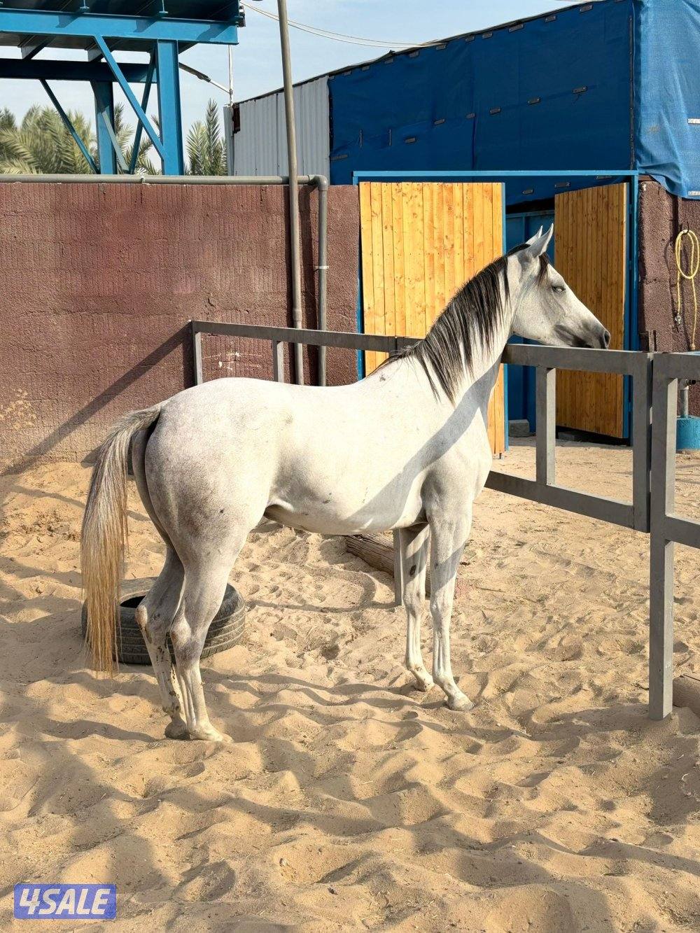 فرس فرنسي / جزيري 🔥0