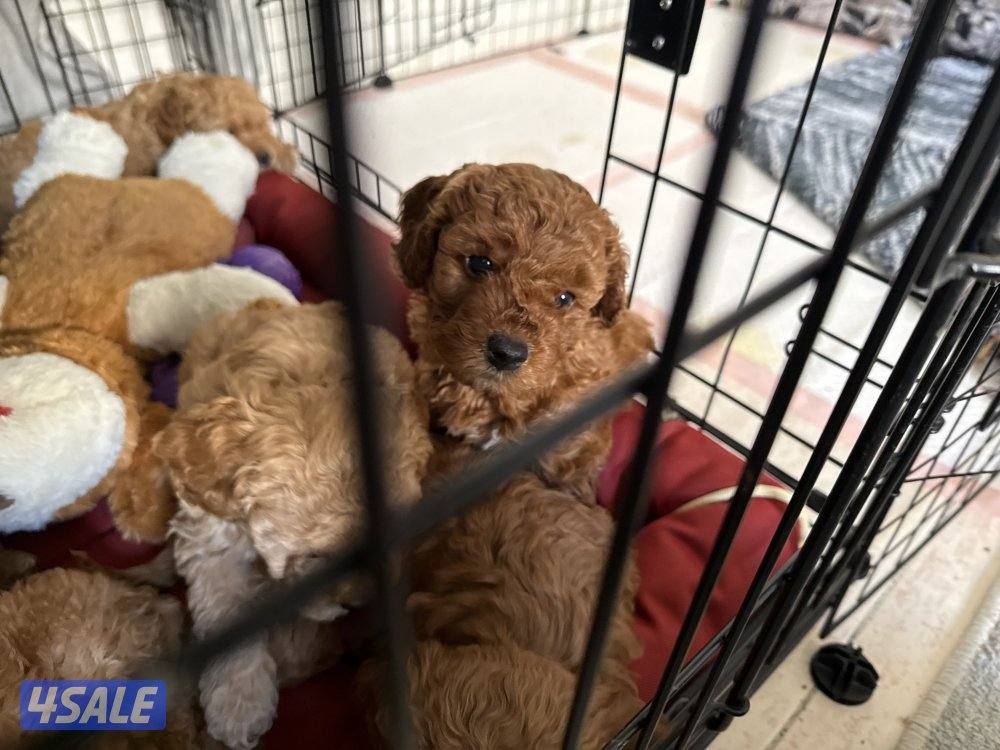 جراوي توي تودل بيور0