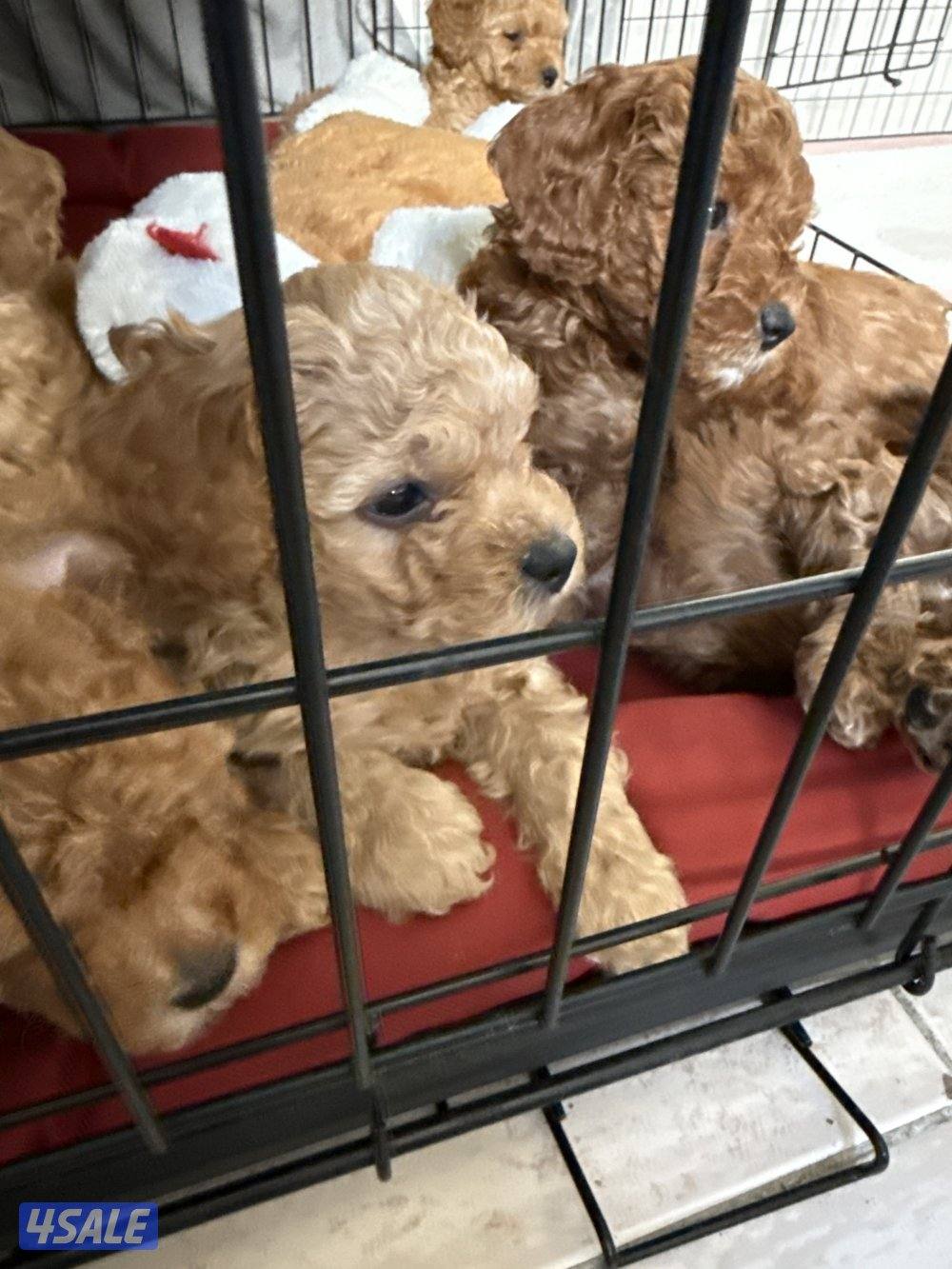 جراوي توي تودل بيور1