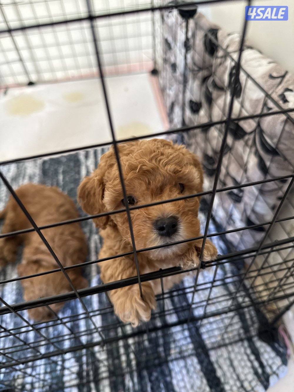 جراوي توي تودل بيور2