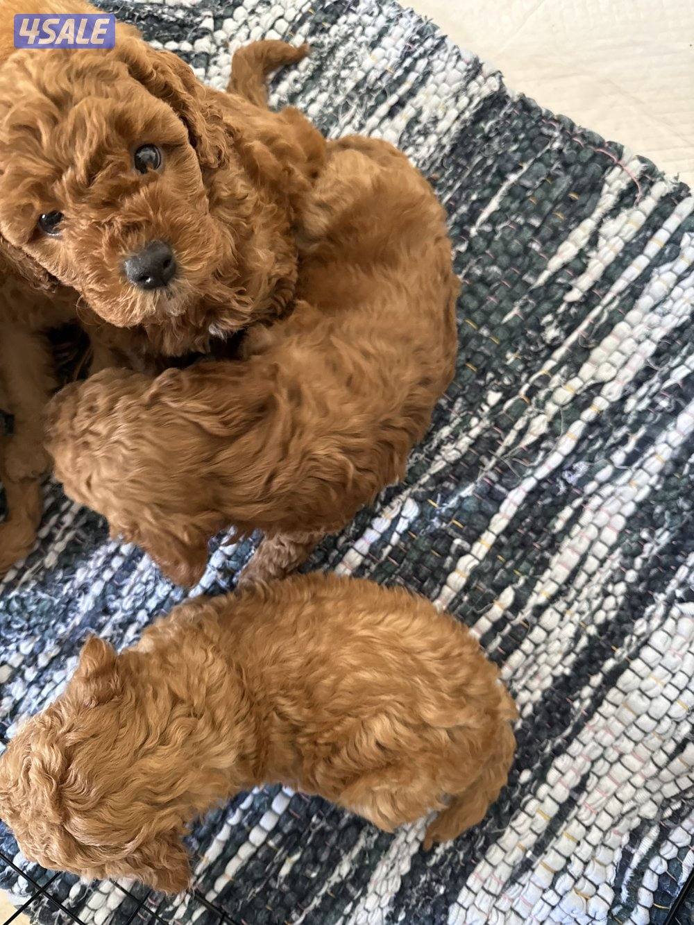 جراوي توي تودل بيور3