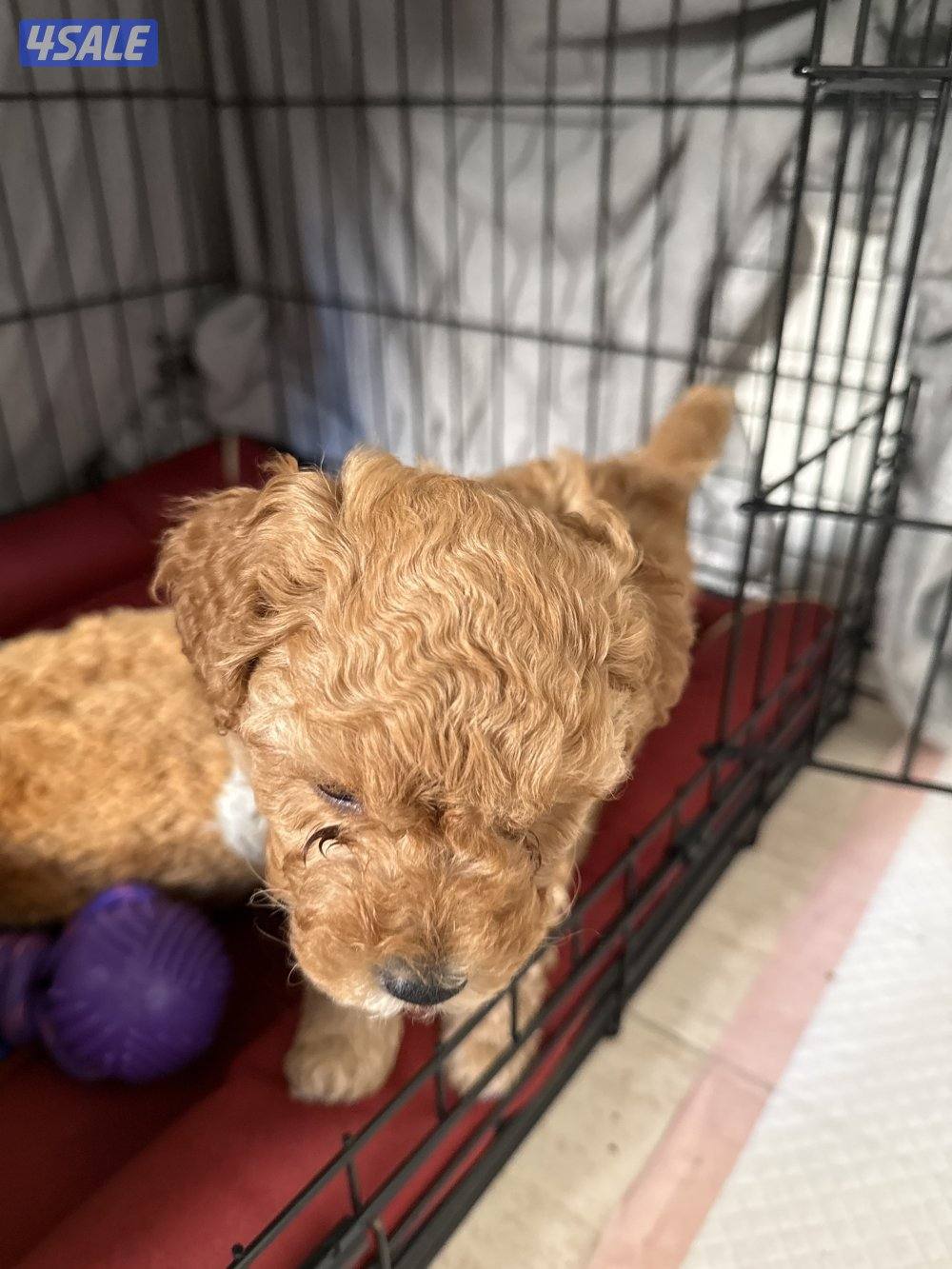 جراوي توي تودل بيور4