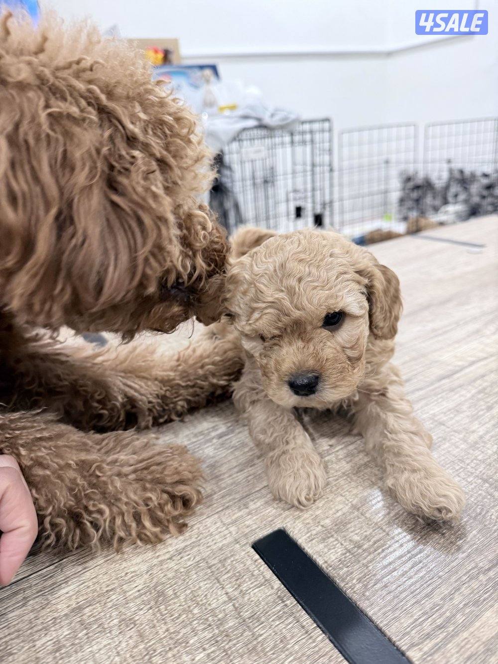 جراوي توي تودل بيور5