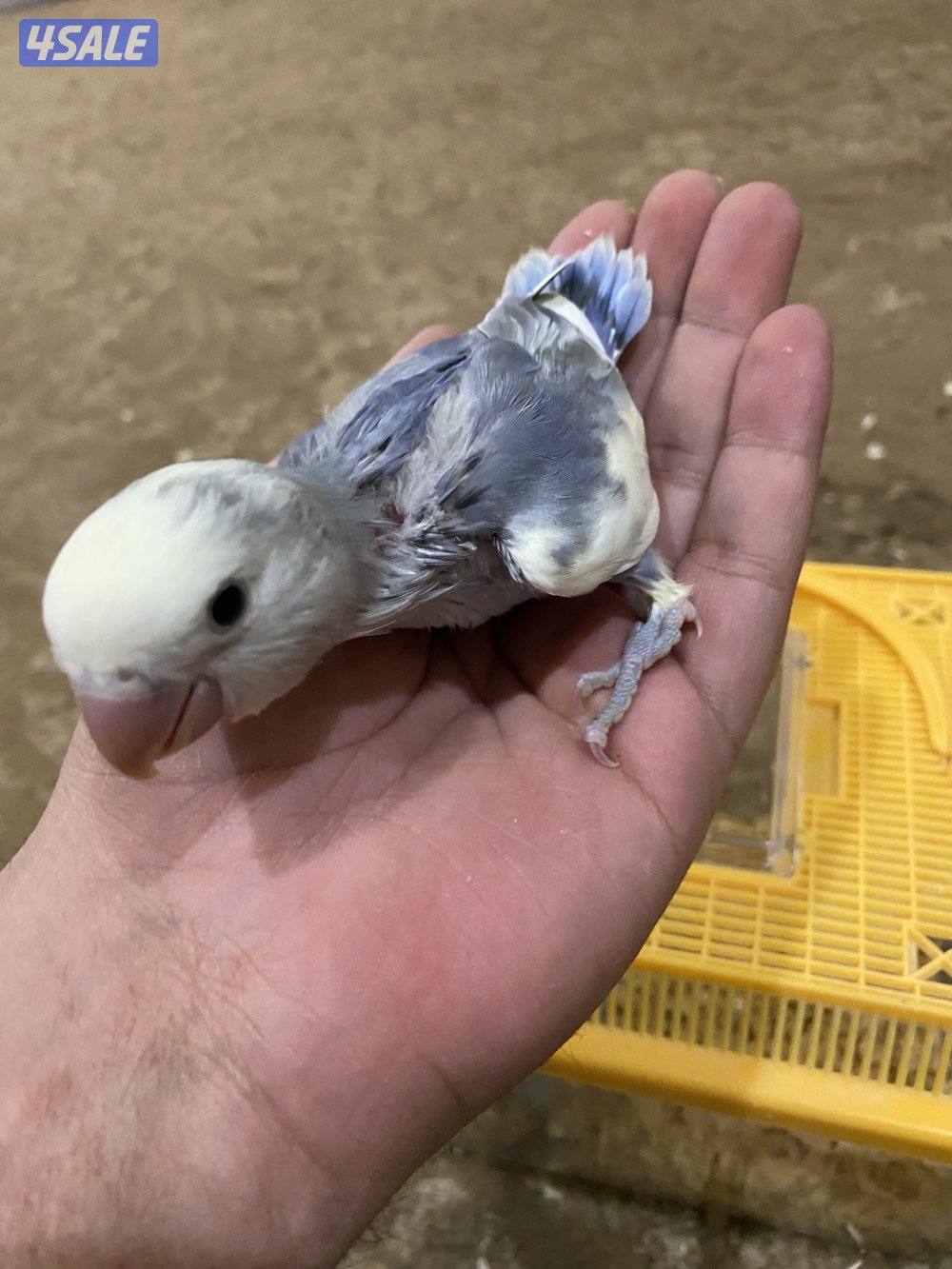 فروخ نوارد الاوان0