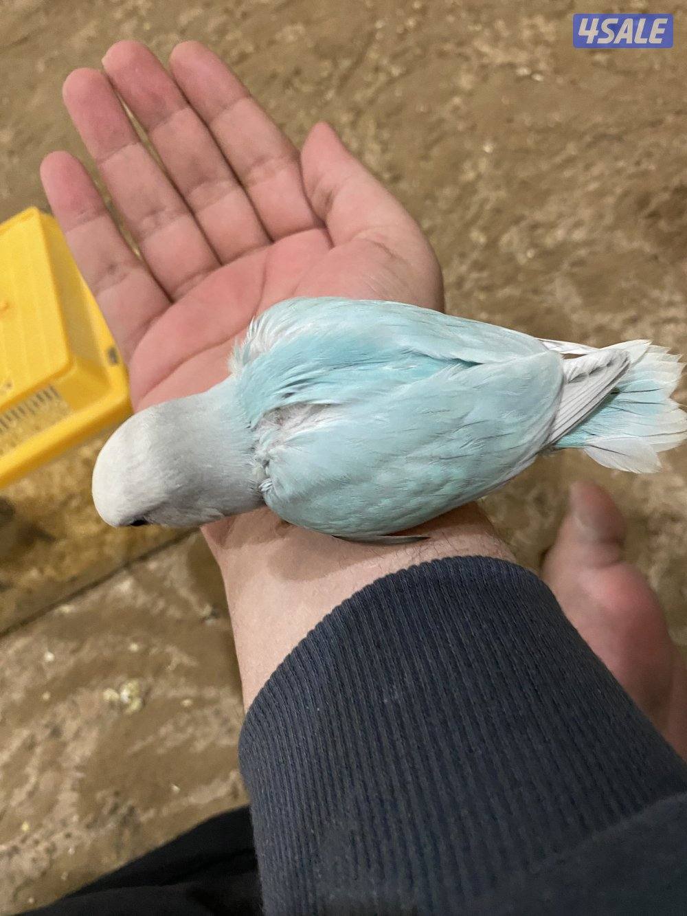 فروخ نوارد الاوان1