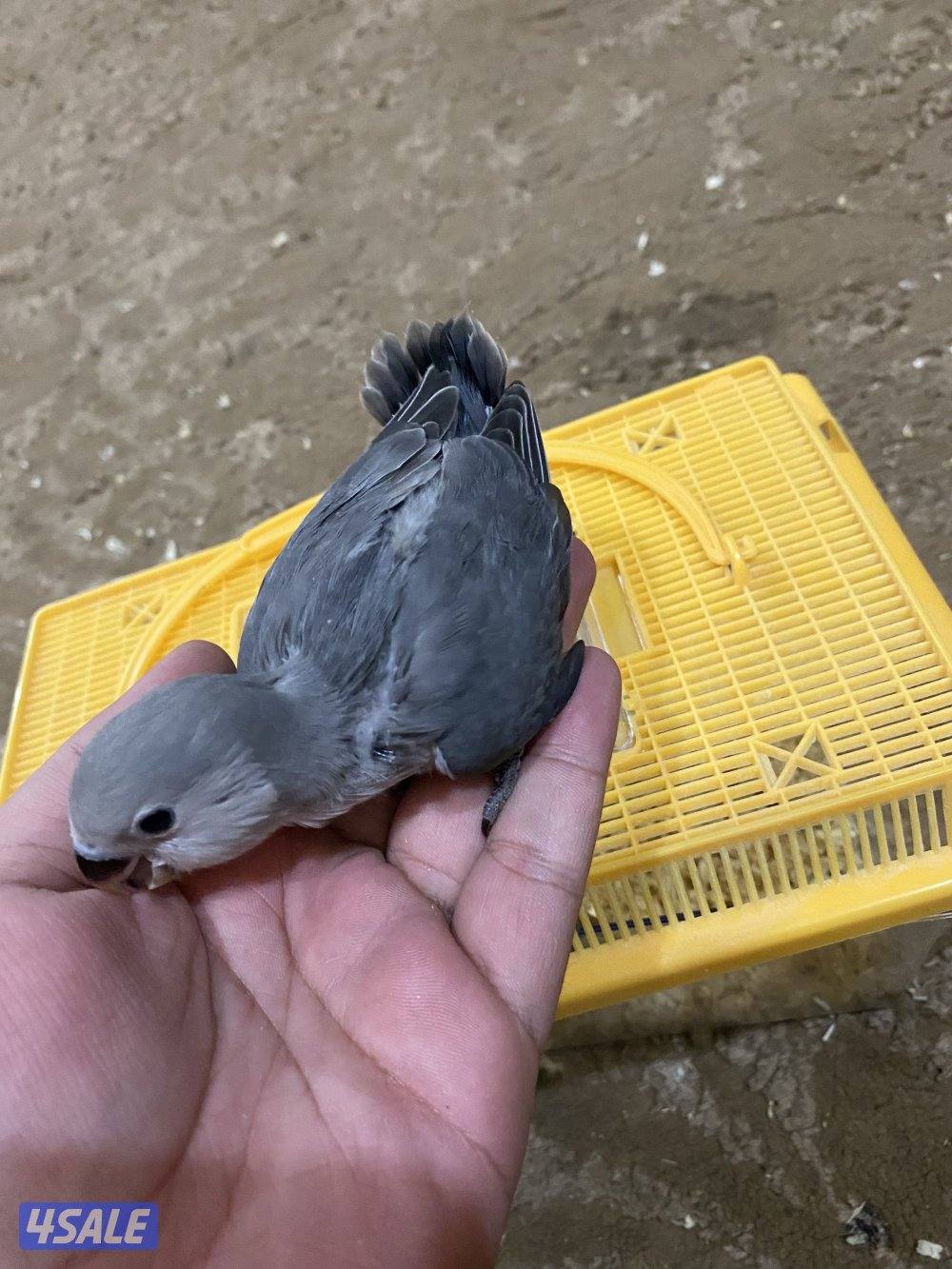 فروخ نوارد الاوان2