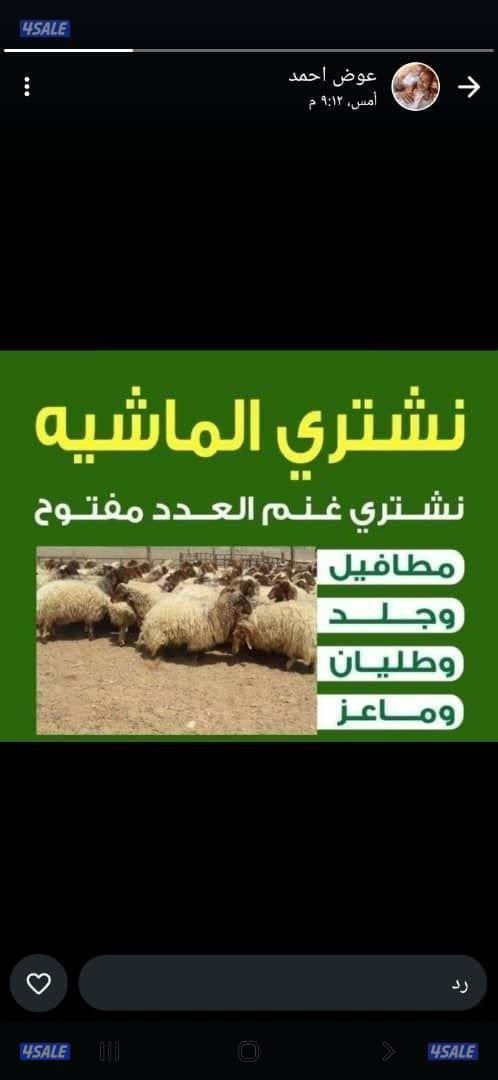 نشتري غنم معزه جميع انواع الحلال0