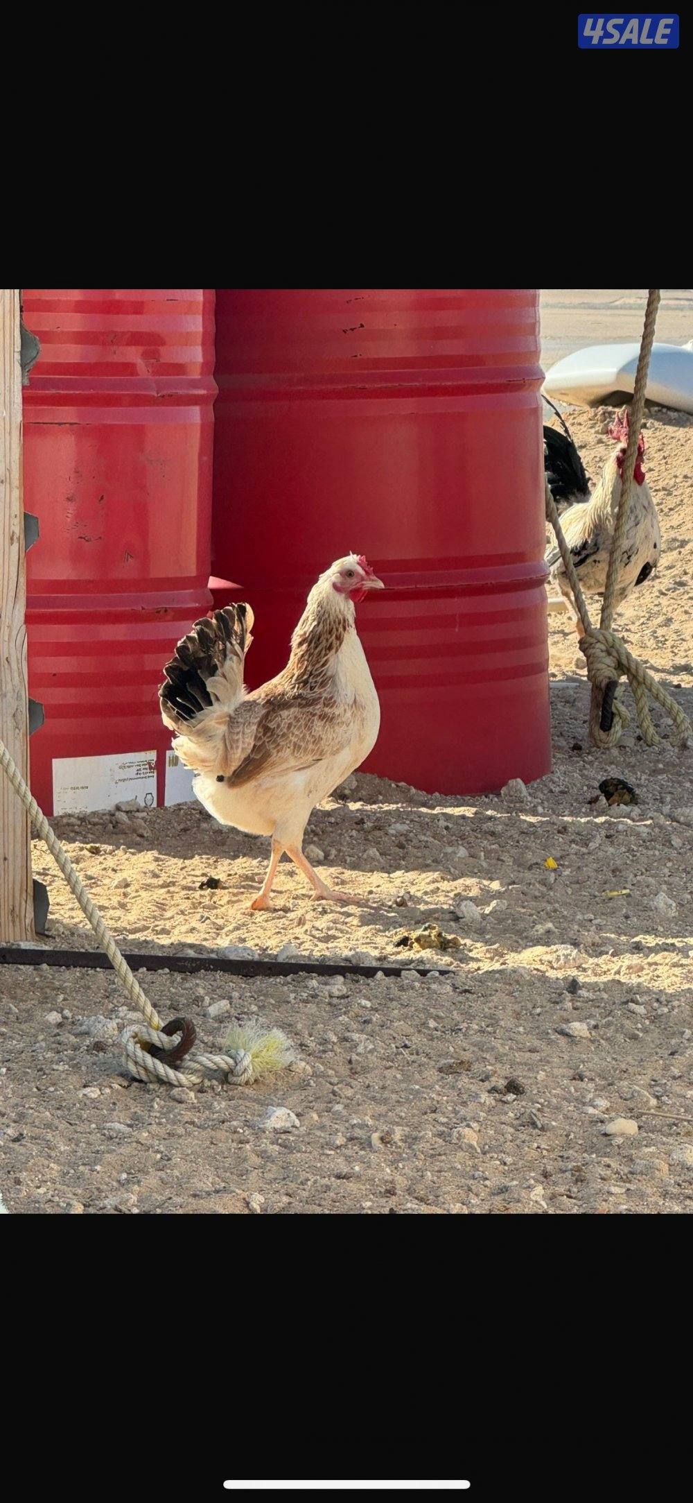 للبيع اطباق بيض الامهات احجام طيبه ( مكتوب بالوصف )0