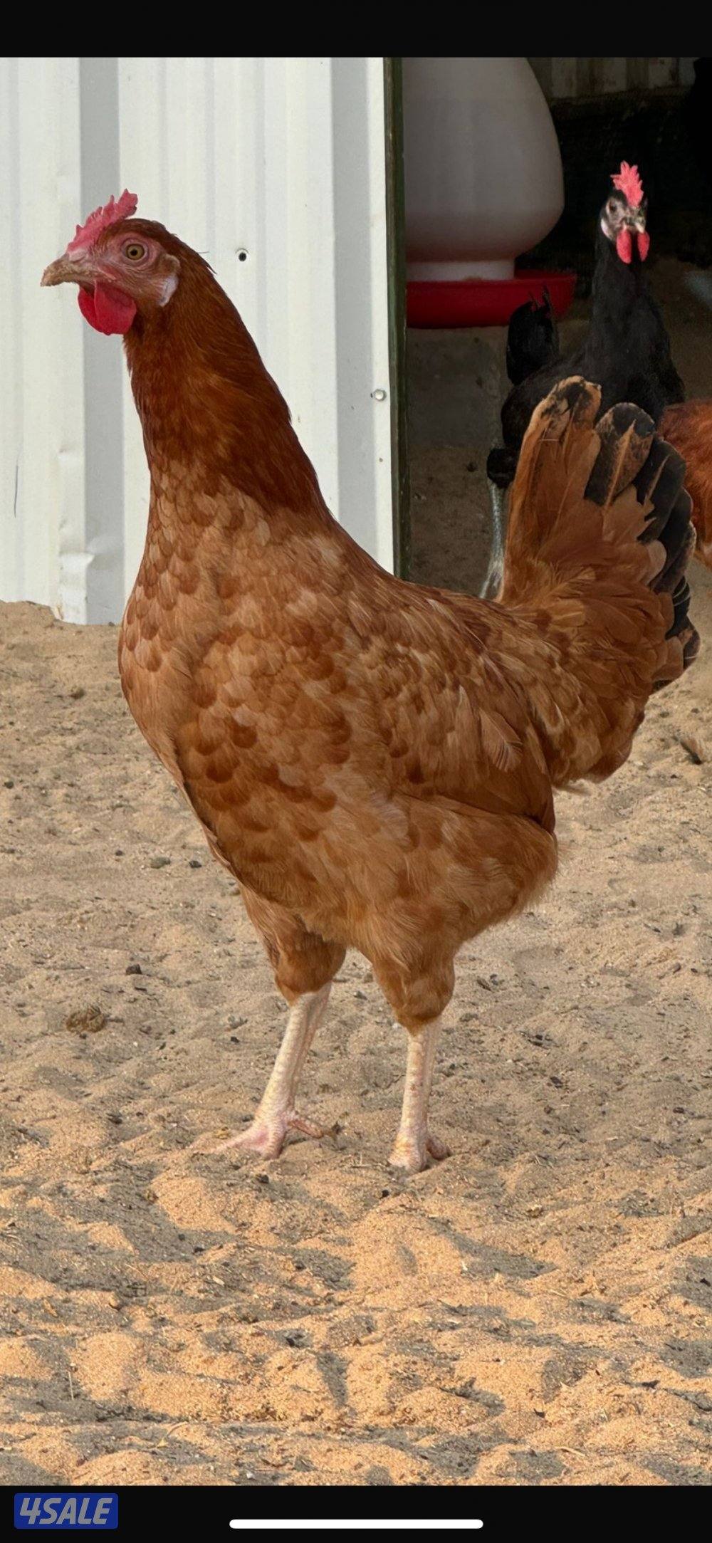 للبيع اطباق بيض الامهات احجام طيبه ( مكتوب بالوصف )1