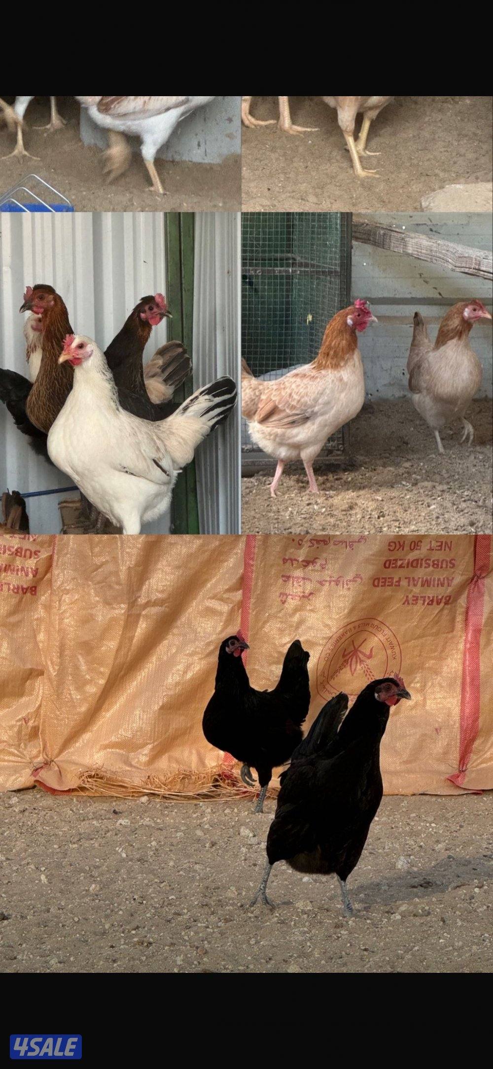 للبيع اطباق بيض الامهات احجام طيبه ( مكتوب بالوصف )2