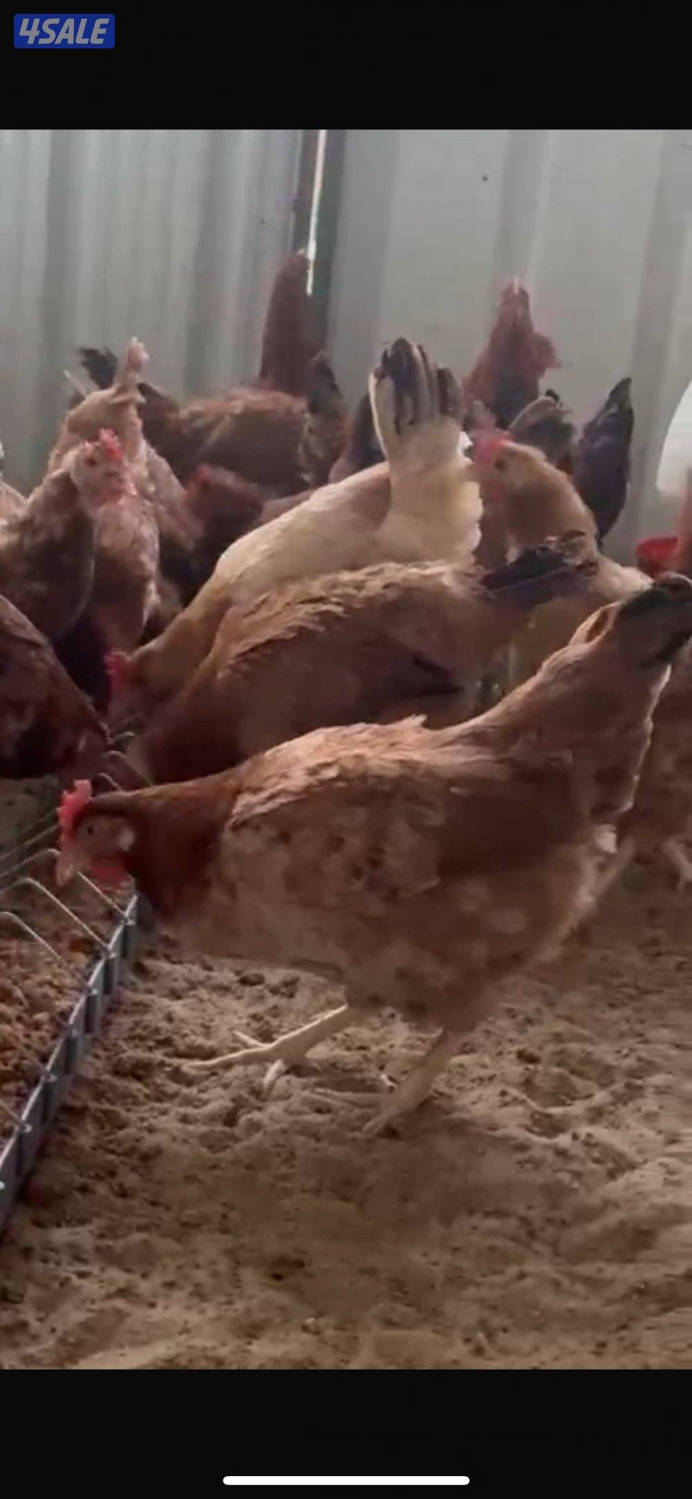 للبيع اطباق بيض الامهات احجام طيبه ( مكتوب بالوصف )3