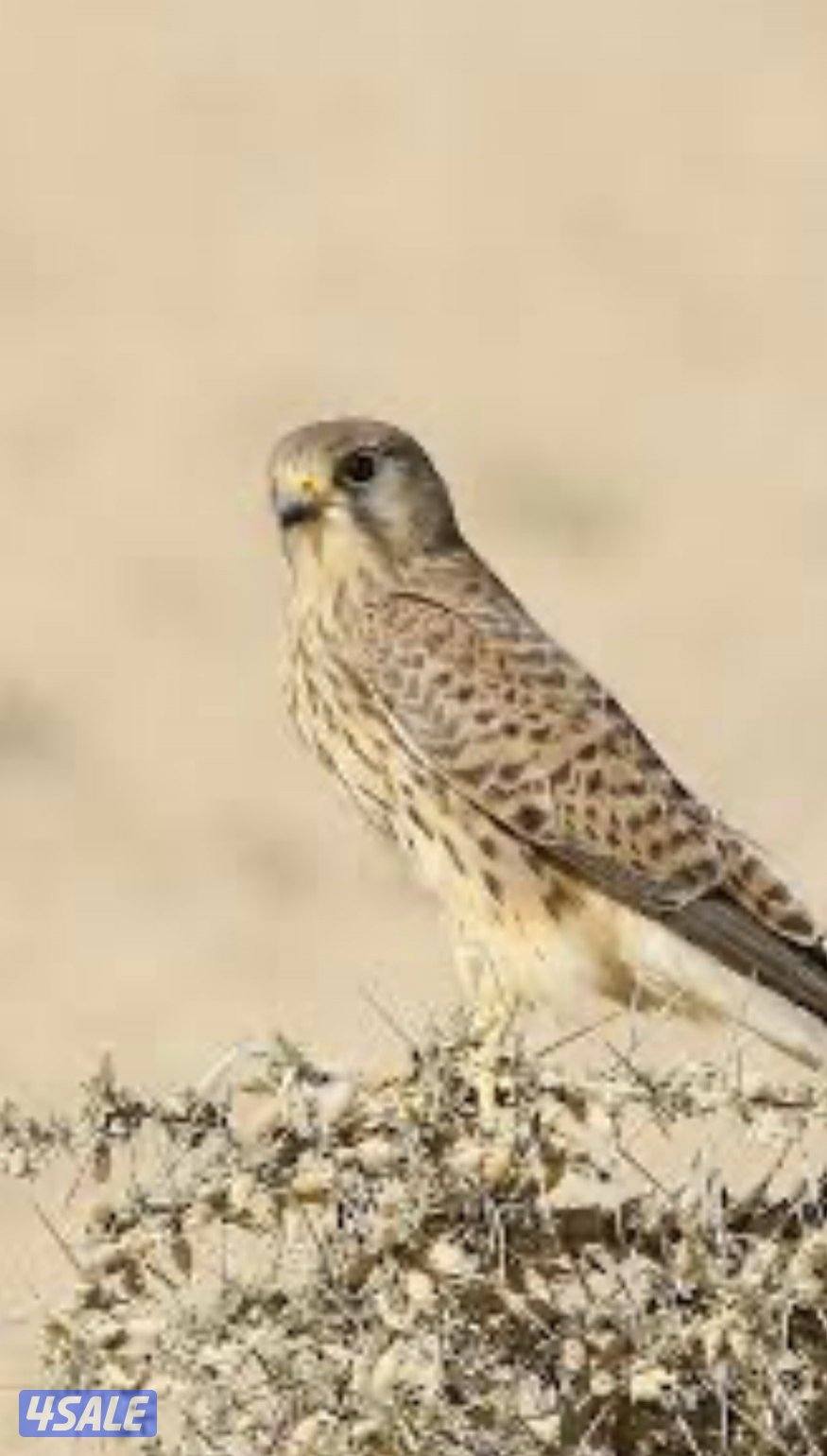 ‏للبيع طير مع أغراضه والتوصيل0