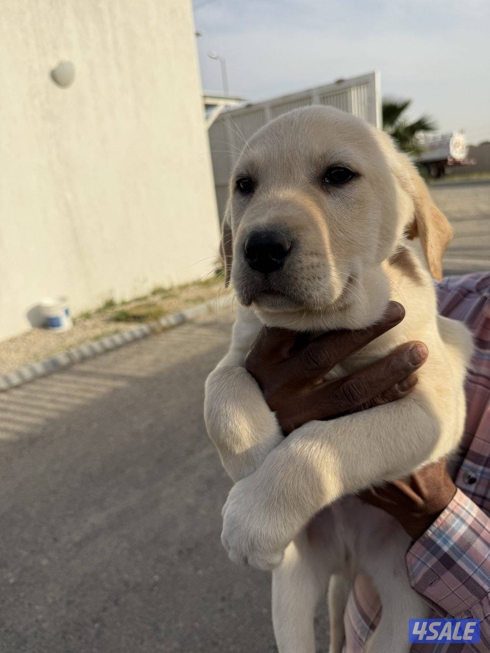 مزارع الوفرة0