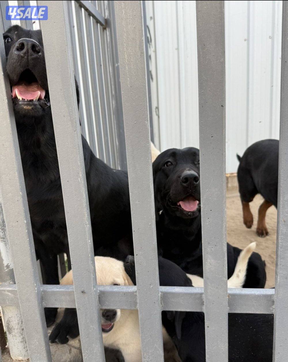 مزارع الوفرة2