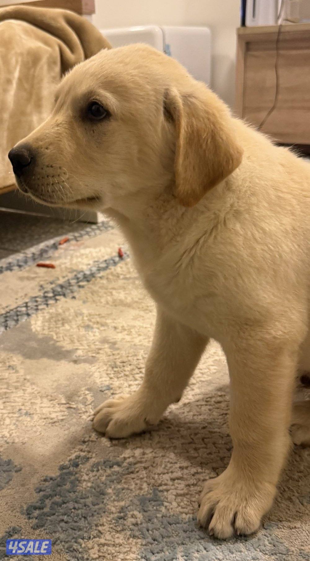 مزارع الوفرة3